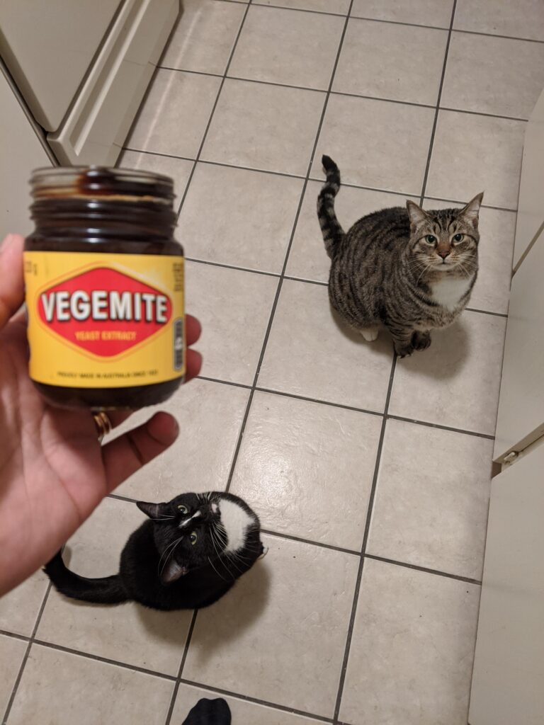 Can Cats Eat Marmite?