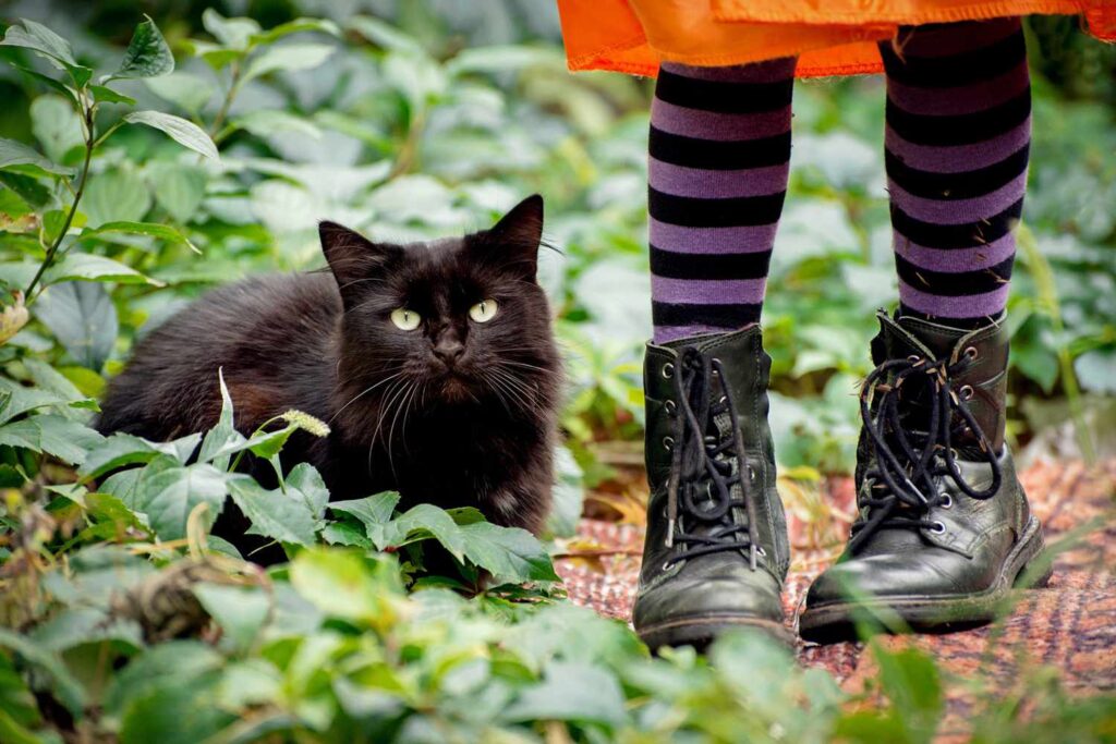 200+ Cute Fall Cat Names To Suit Your Feline’S Halloween Spirit!