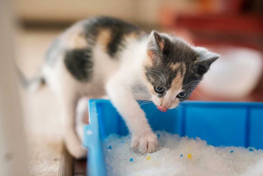 22 Litter Box Cleaning Hacks That Will Change Your Life