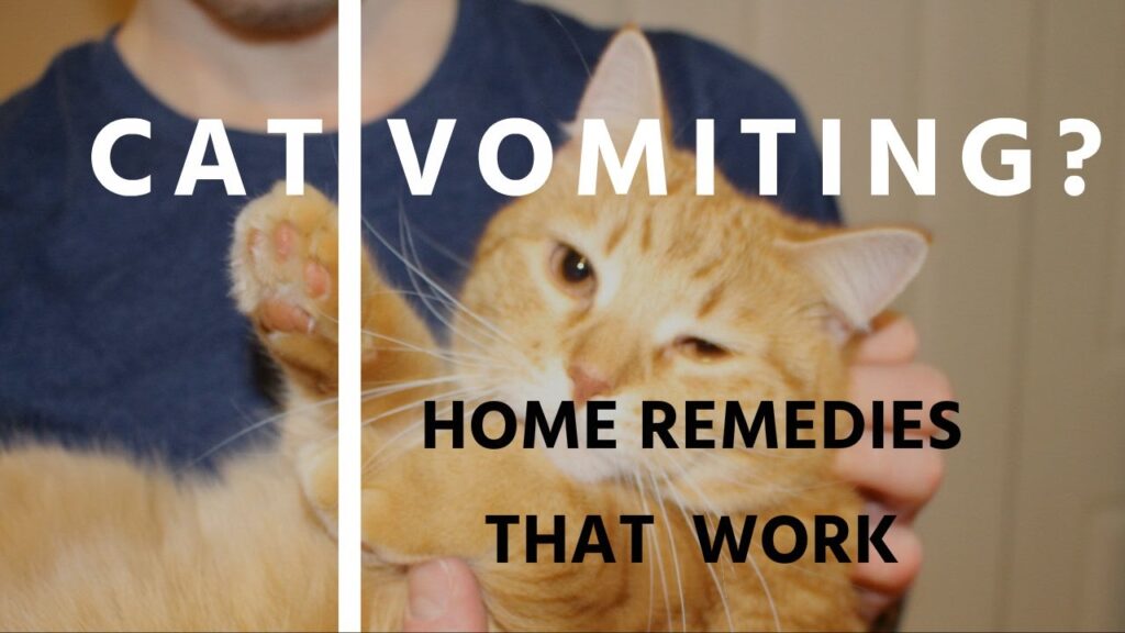 5 Safe Home Remedies For A Cat Vomiting White Foam