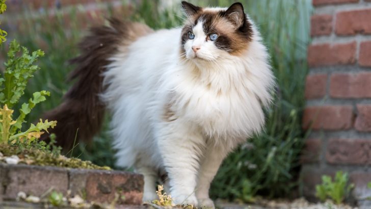 6 Ragdoll Cat Behavior Problems: Beauty And The Beast?