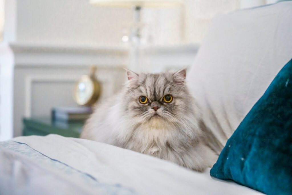 7 Persian Cat Health Issues: Symptoms, Causes, And Treatment