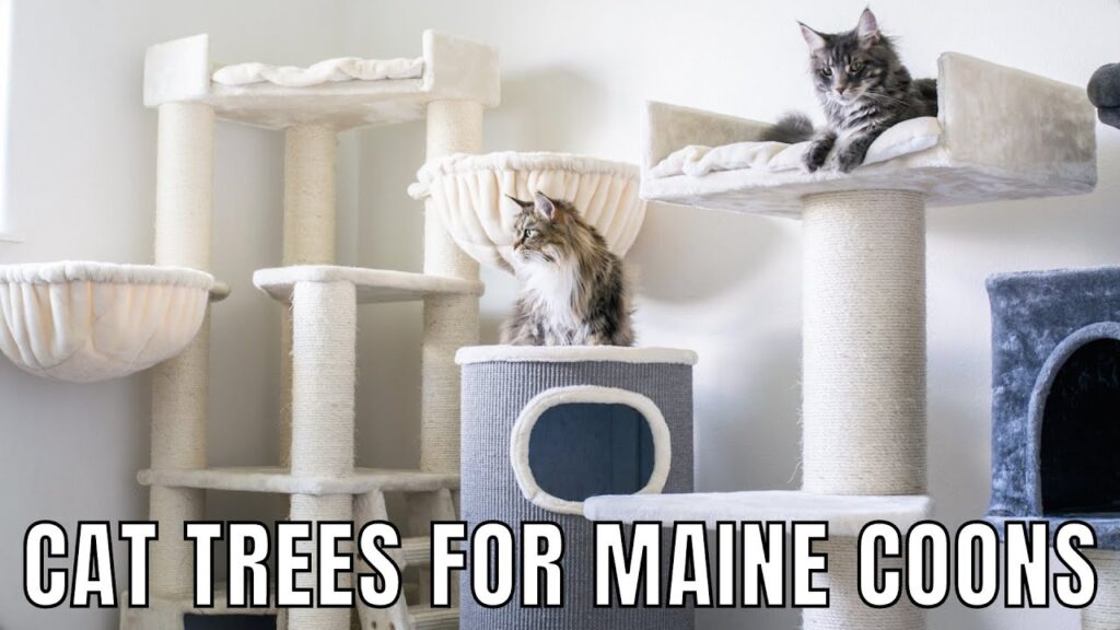 A Cat Tree For Maine Coon Cats? 10 Heavy-Duty Suggestions