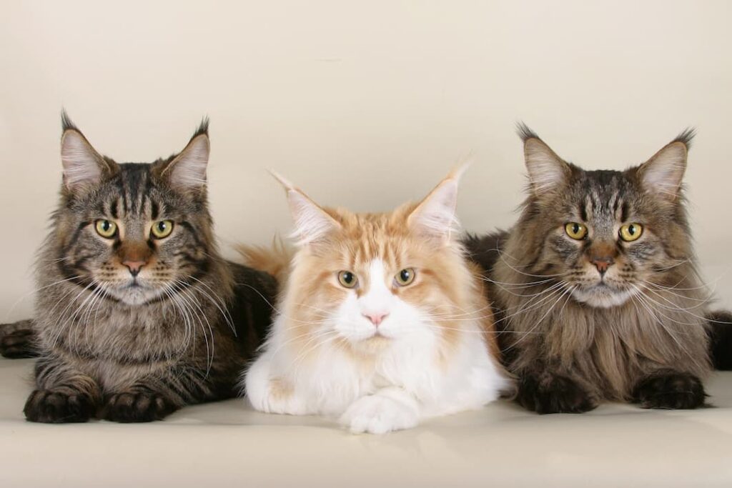 Best Brush For Maine Coon Cats: Top 10 For Your Gentle Giant