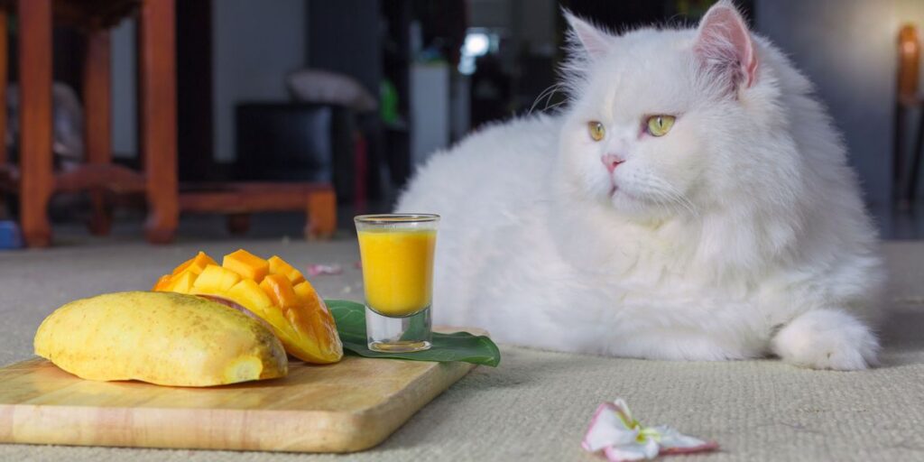 Can Cats Eat Mango? Is This Tropical Stone Fruit Safe For Cats?