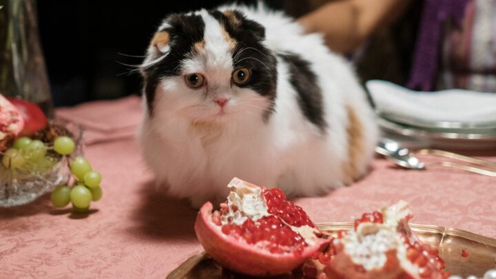 Can Cats Eat Pomegranate? Don’T Take The Risks For Granted!