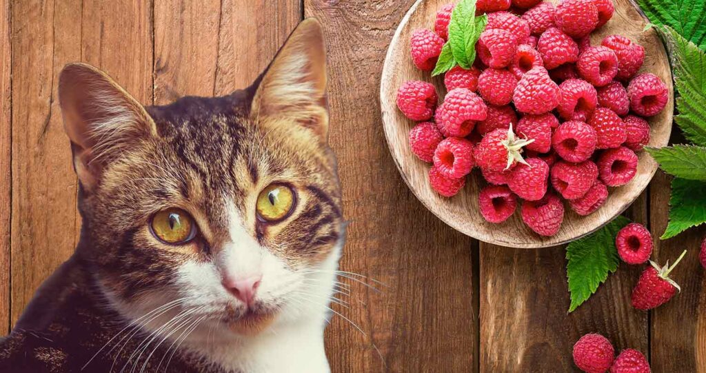 Can Cats Eat Raspberries? All You Need To Know About These Berries!