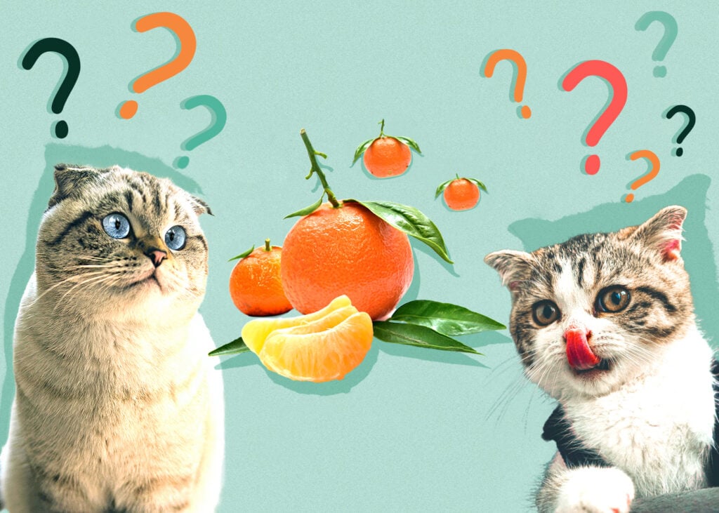 Can Cats Eat Tangerines? Should They Avoid Them By All Means?