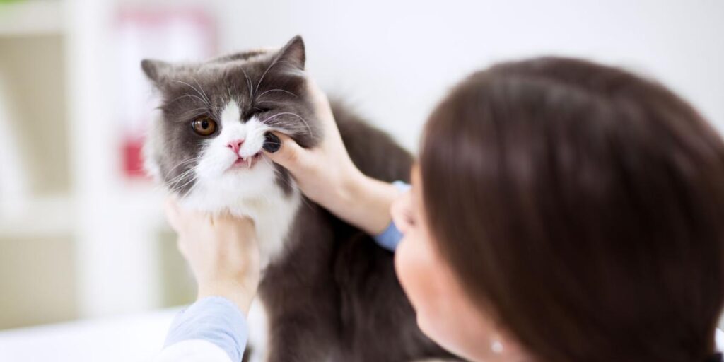 Cat Grinding Teeth When Eating: Should I Be Worried?