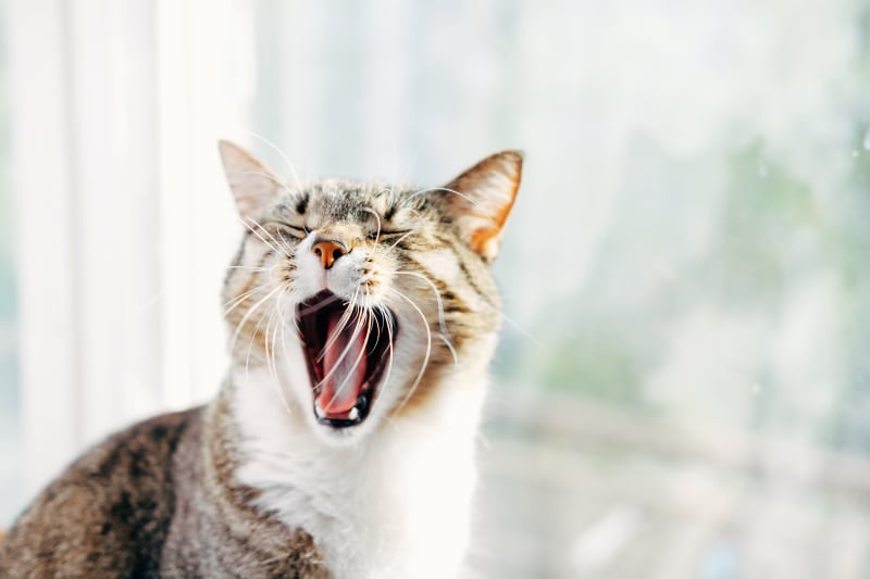 Cat Laryngitis: How To Treat The Loss Of Your Cat’S Meow?