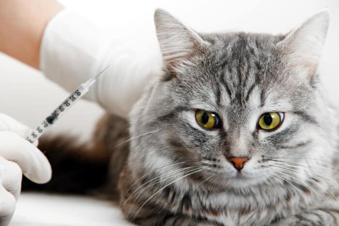 Cat Not Eating After Convenia Injection: Should You Worry?