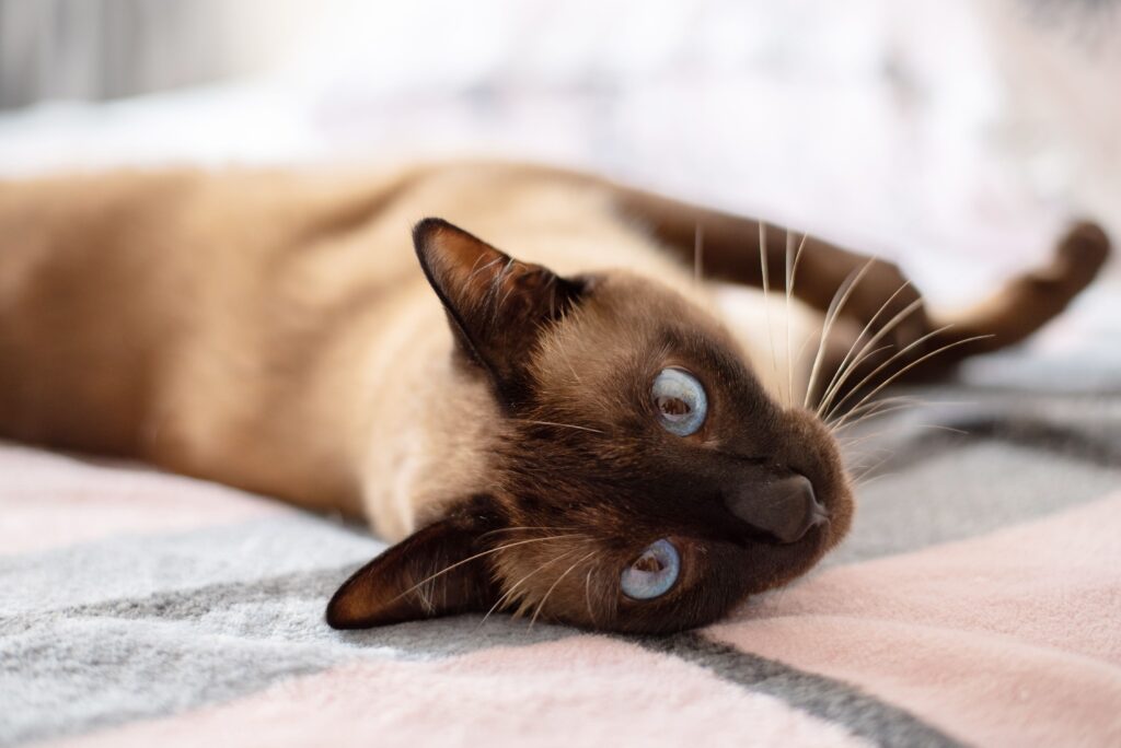 Chocolate Point Siamese: Fascinating Facts About This Breed