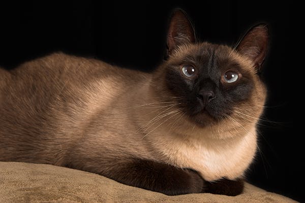 Crossed Eyes Siamese Cat: What Causes The Condition?