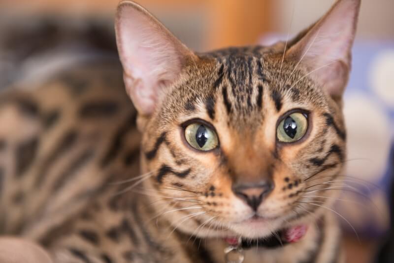 Do Bengal Cats Get Along With Dogs? Are They A Match?