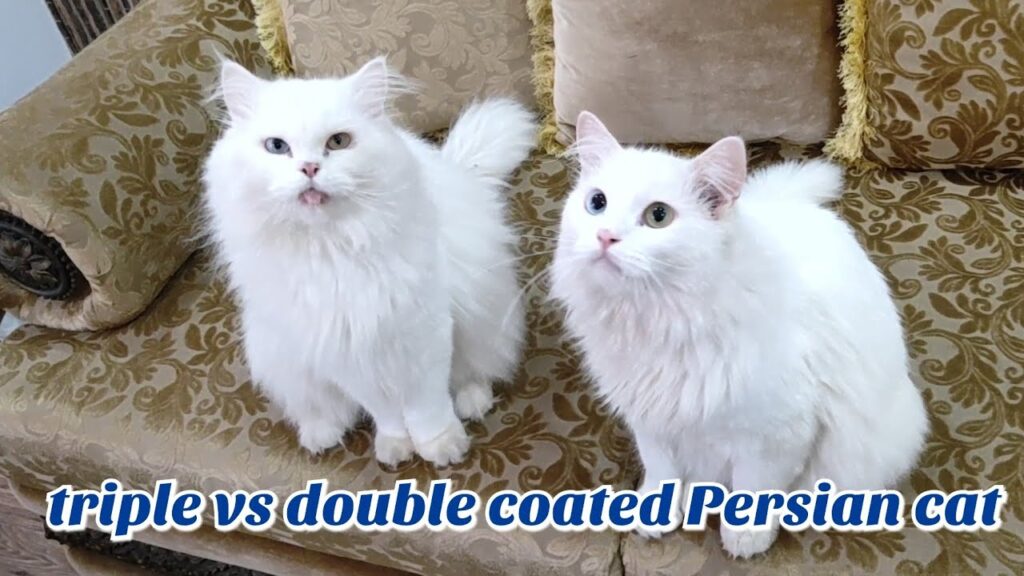 Double-Coated Persian Cat: Everything You Need To Know