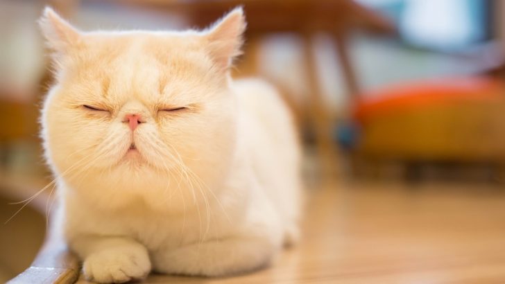 Dumbest Cat Breeds: 9 Breeds That Are The Biggest Airheads