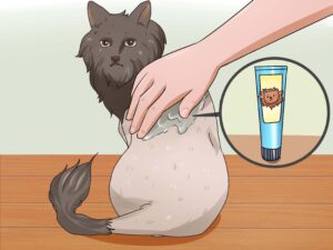 How To Shave A Cat That Hates It? 7 Effective Tips