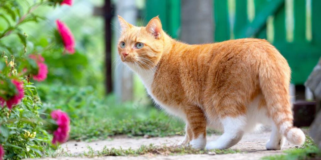 Is My Cat Fat Or Pregnant? 10 Signs Of Feline Pregnancy