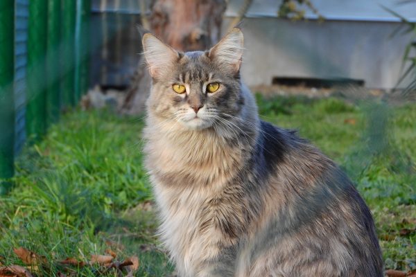 Maine Coon Persian Mix: The Best Of Both Worlds Or?