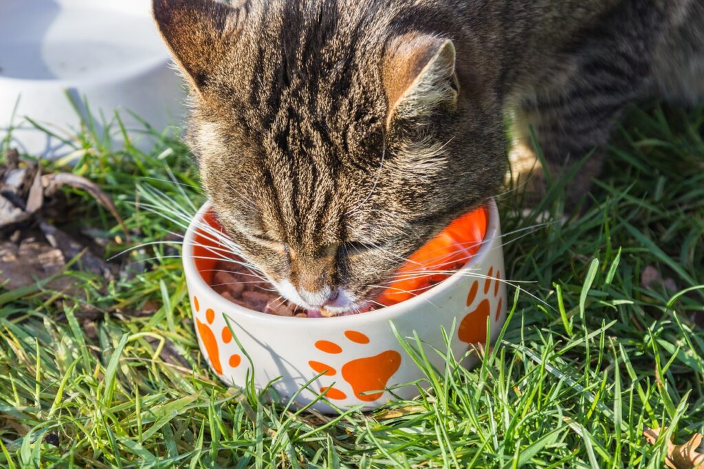 My Cat Is Obsessed With Food! What Does It Mean?