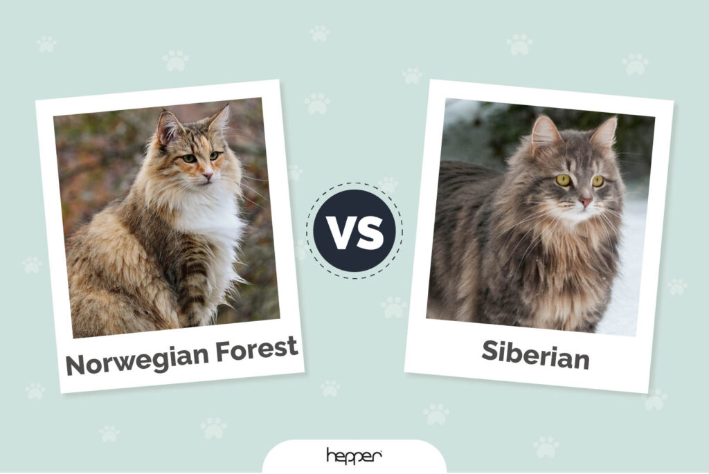 Norwegian Forest Cat Vs. Siberian: Which One Is Purrfect For You?