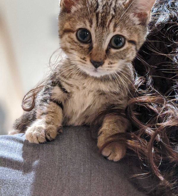 Orange Cat Poop: What’S Going On With Your Cat’S Stool?