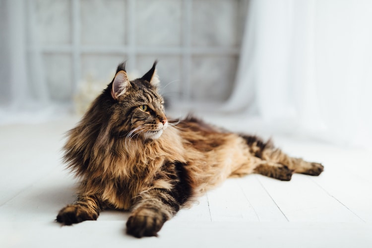 Orange Maine Coon: All About These Beautiful Giants