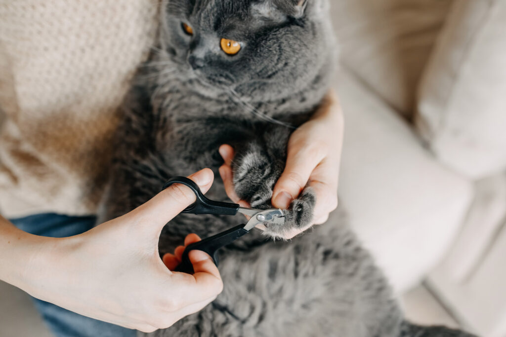 Pet Parent Problems: My Cat’S Nails Are Splitting! Why?!