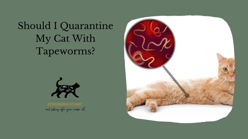 Should I Quarantine My Cat With Tapeworms? What To Do?