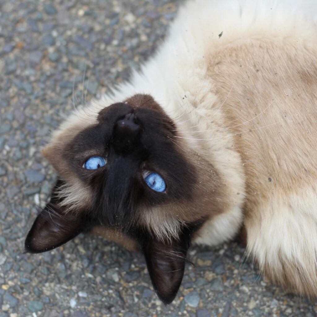 Siamese Cat Meowing: The Great Many Siamese Cat Sounds