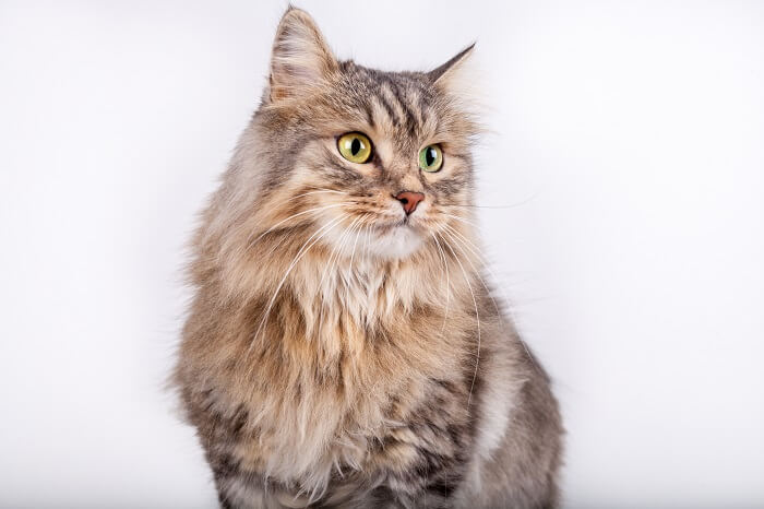 Siberian Maine Coon Mix – A Match Made In Heaven Or Hell?