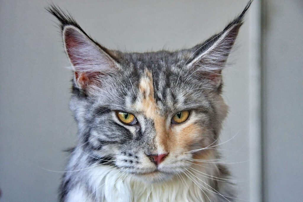 The Characteristics Of The Short-Haired Maine Coon