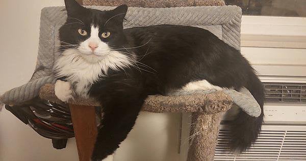 Tuxedo Maine Coon: The Mysterious 007 Of Cats