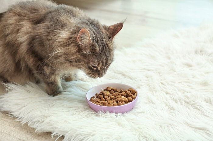 What Do Maine Coon Cats Eat? 8 Best Cat Foods For Coons