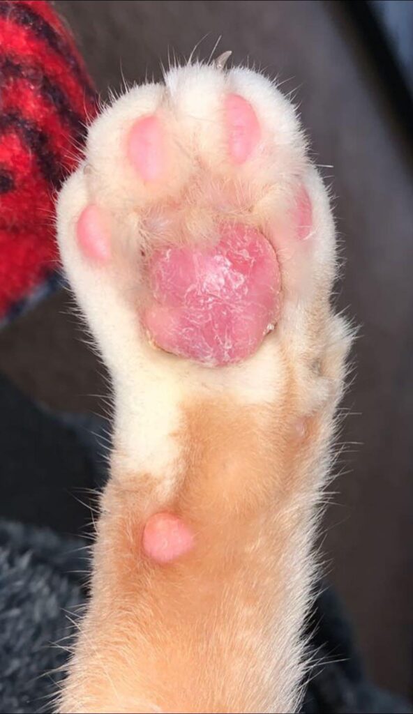 Why Are My Cat’S Paw Pads Peeling? What Do I Do?!