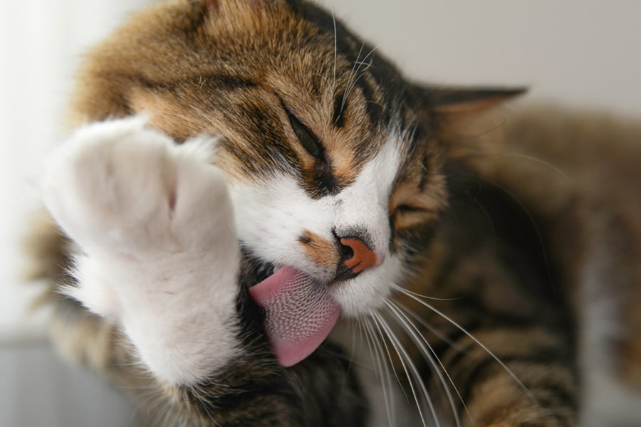 Why Do Cats Lick Blankets? Harmless Fun Or Harmful Habit?