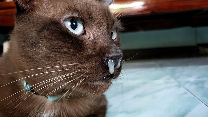 Why Do Cats’ Noses Get Wet When They Purr? Should I Worry?