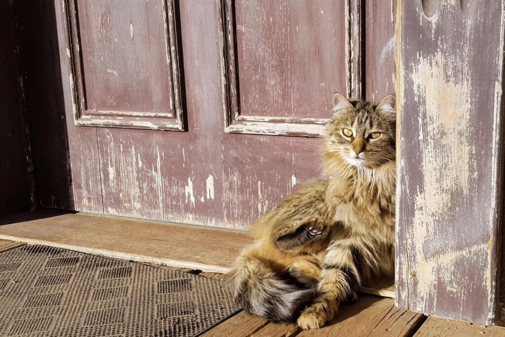 Why Does My Cat Sleep Outside My Door? The A-Door-Able Truth