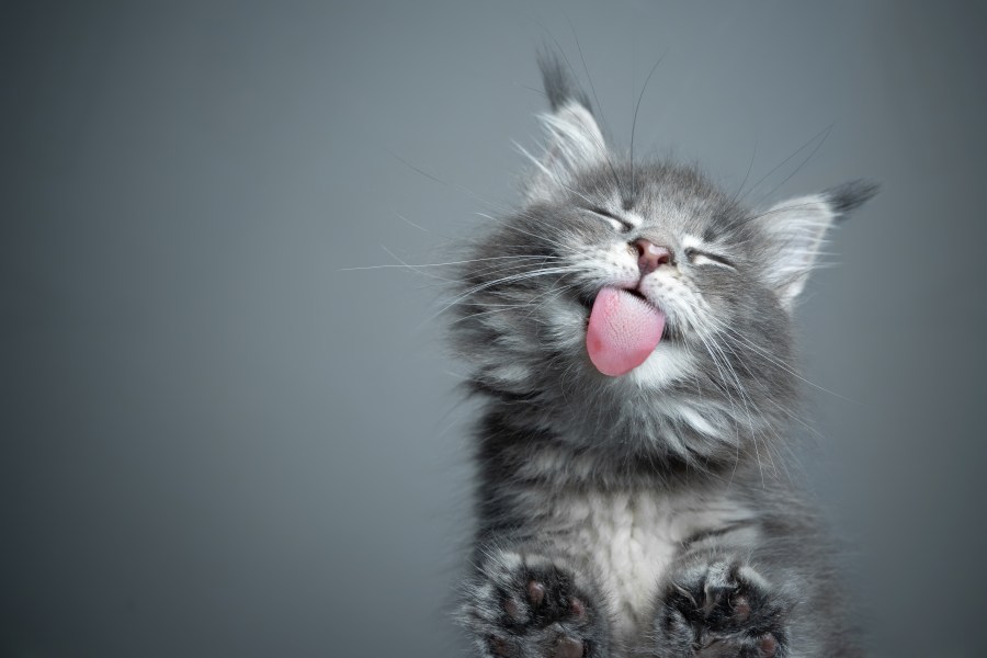 Why Is My Cat Licking The Floor? 10 Surprising Reasons