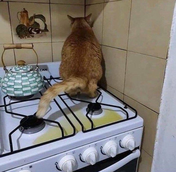 Why Is Your Cat Peeing On The Stove And What To Do About It?