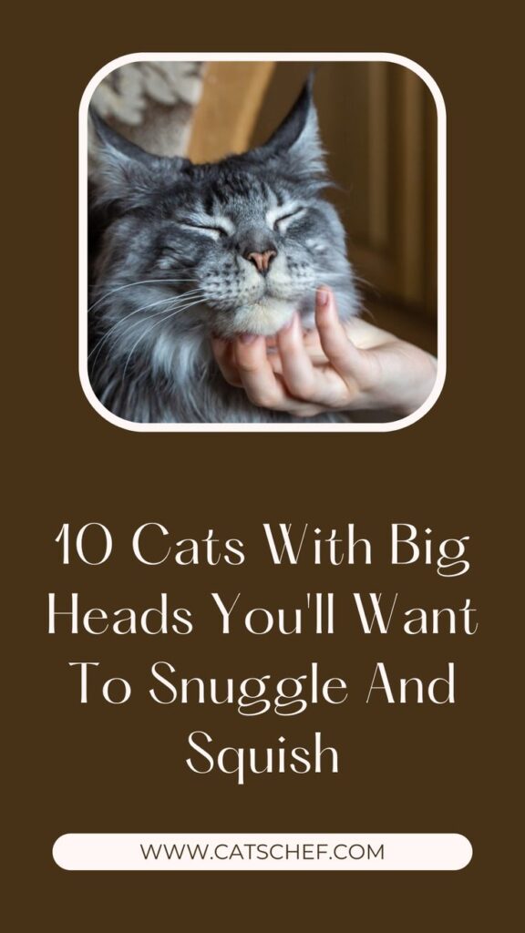 10 Cats With Big Heads You’Ll Want To Snuggle And Squish