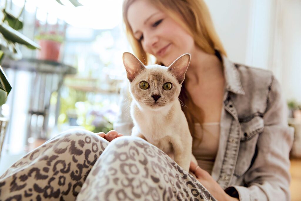 10 Most Affectionate Cat Breeds: Ultimate List Of Ultimate Cuddlers