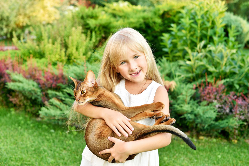 6 Playful Cat Breeds Perfect For Families With Kids