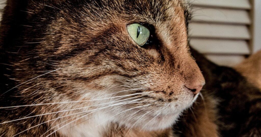 7 Great Emotional Support Cats That Won’T Ever Leave Your Side