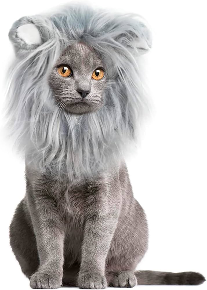 A Scary Lion Or A Kitty Cat: Are Maine Coon Cats Friendly?