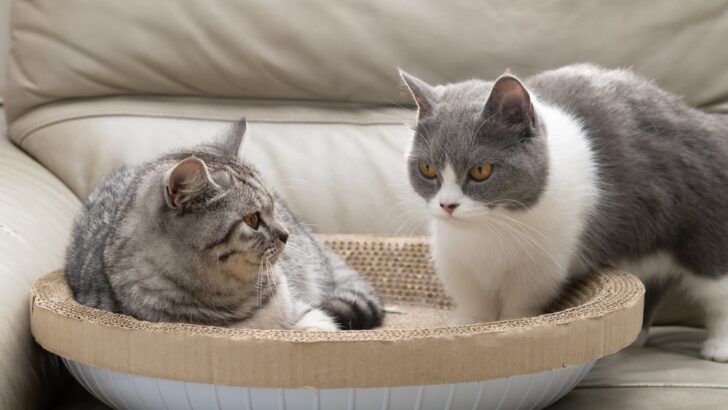 American Shorthair Vs. British Shorthair: The Final Pawdown