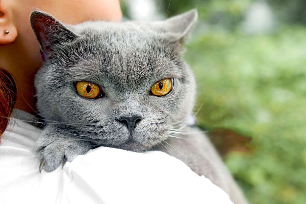 Are British Shorthair Cats Hypoallergenic? A Pedigree Puff Or Not?