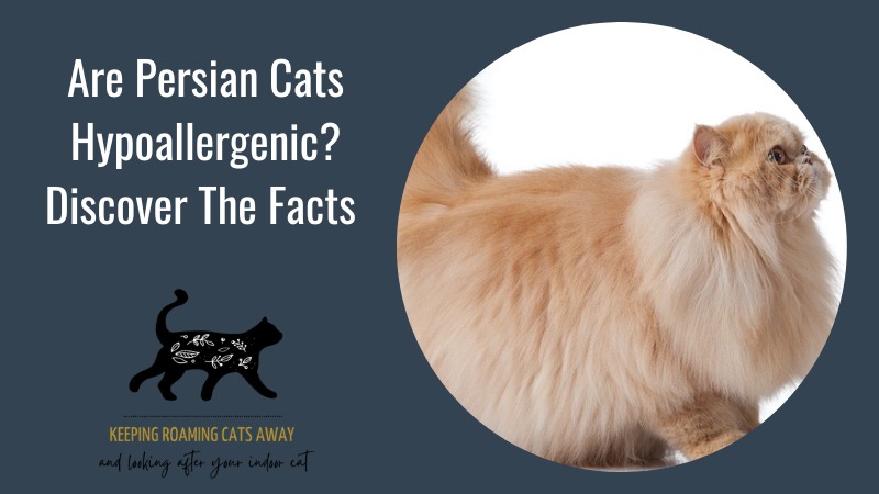 Are Persian Cats Hypoallergenic? Will They Give You The Sniffles?