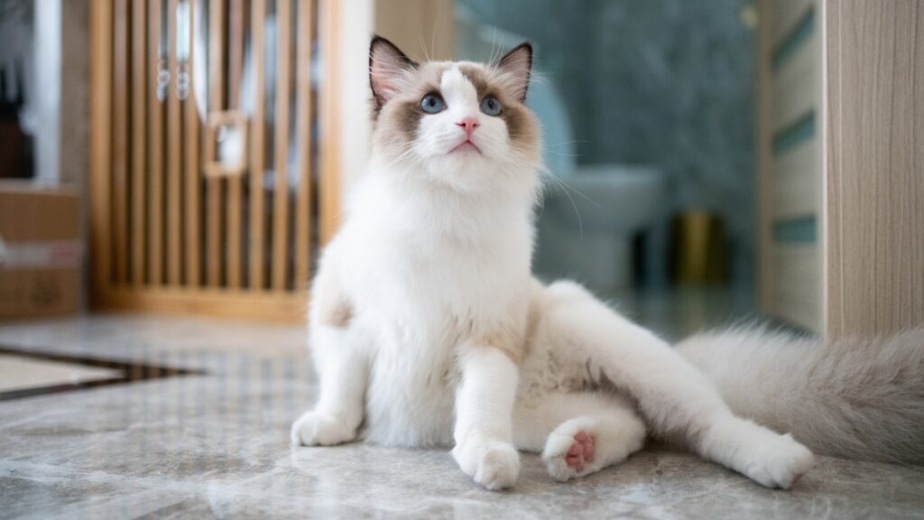 Are Ragdoll Cats Hypoallergenic? Allergy-Friendly Or Not?