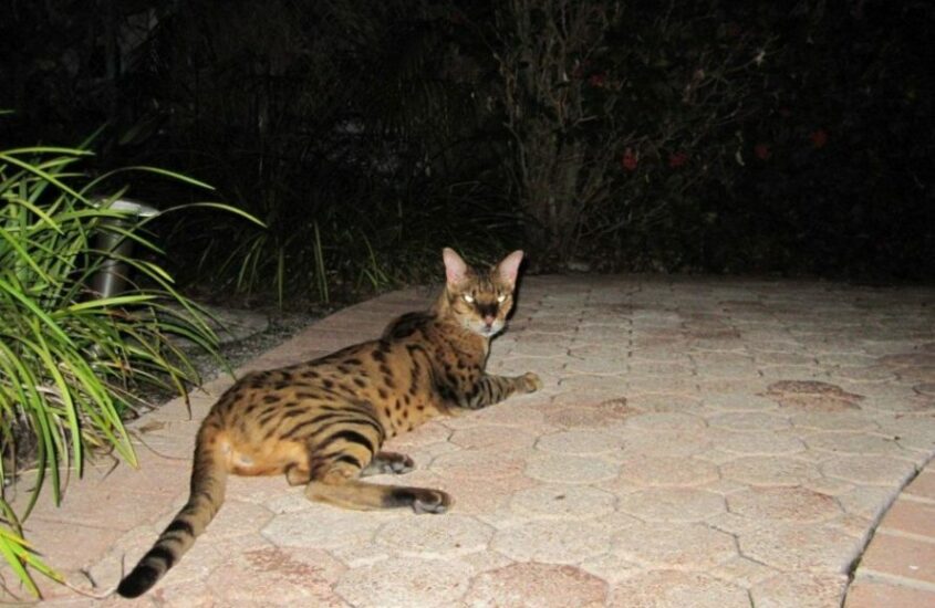 Are Savannah Cats Dangerous, Or Do They Just Look Tough?